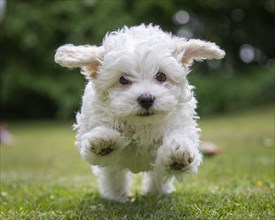 Mini Maltese in the jump