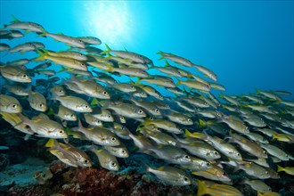 Shoal of fish with species of snapper