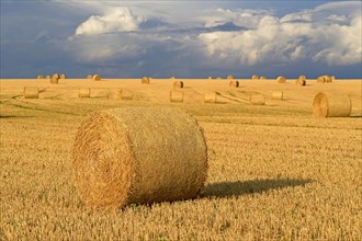 Grain field