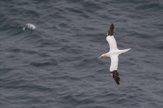Flying Northern gannet