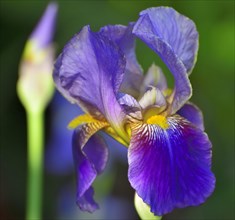 Blue-violet flower of an iris