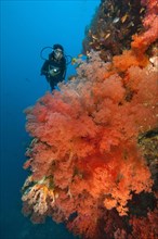 Large red soft coral
