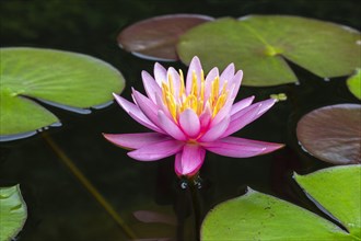 Pink water lily