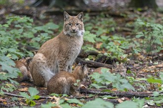 Lynx with cubs