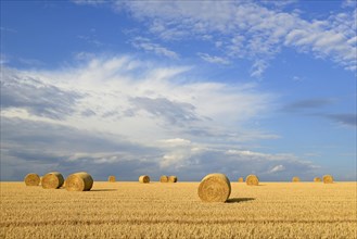 Grain field