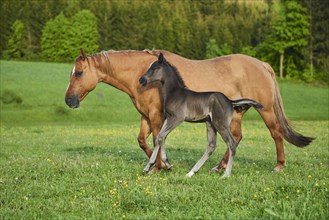 American Quarter Horse mare with her foal
