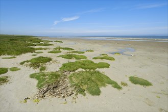 Grasses on the sandy beach