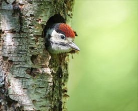 Young spotted woodpecker looking out of Great spotted woodpecker