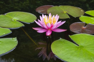 Pink water lily