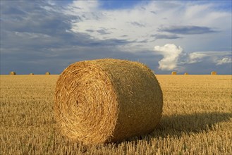 Grain field