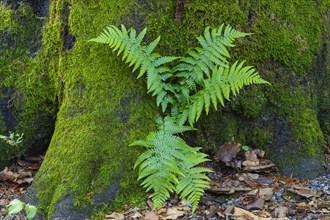 Fern at the foot of a mountain spruce