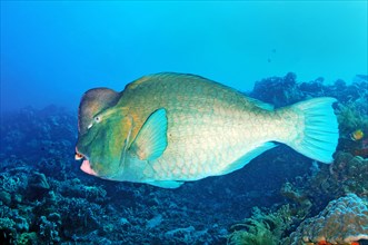 Indian humphead parrotfish