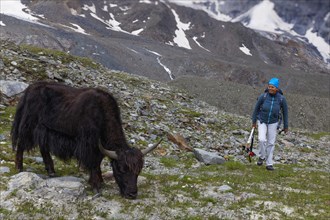 Mountain hiker observing Tibetan domestic Yak