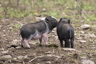 Young pot-bellied pigs