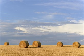 Grain field