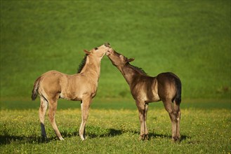 American Quarter Horse foals on a meadow