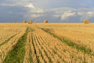 Grain field