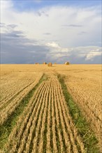 Grain field