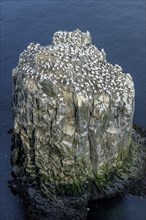 Gannet colony on the rock needle Stori Karl