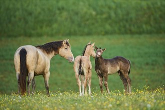 American Quarter Horse mare with foals