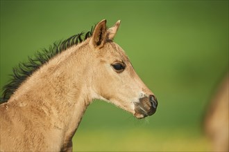 American Quarter Horse foal