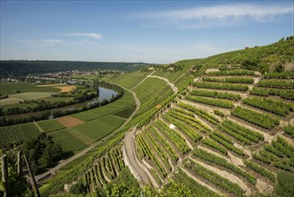 Neckar Loop and Vineyards