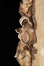 Auricularia auricula-judae