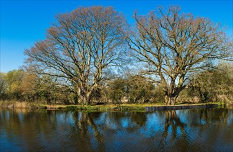 Trees over River Exe