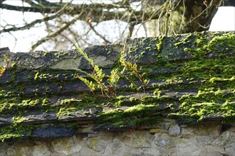 Moss and fern on a slate-covered wall