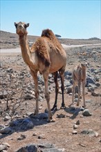 Wild Dromedary