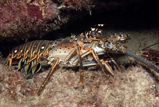 Caribbean spiny crayfish