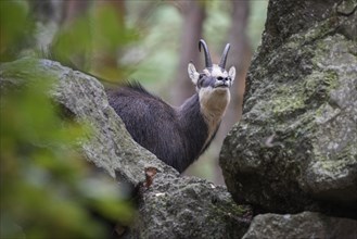 Chamois