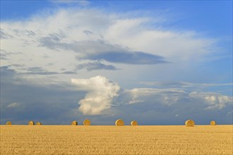 Grain field