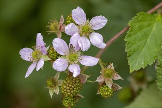 Blackberry from blossom to fruit