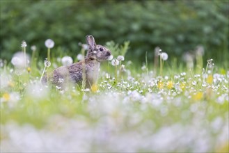 Wild rabbit in a meadow full of dandelions