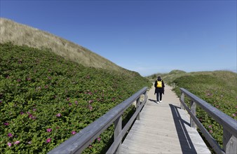 Senior woman with yellow backpack walking over wooden footbridge through the dunes