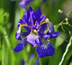 Blue flower of a Siberian iris