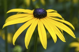 Black-eyed Susan