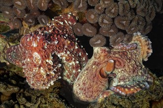 Common octopus Octopus vulgaris)