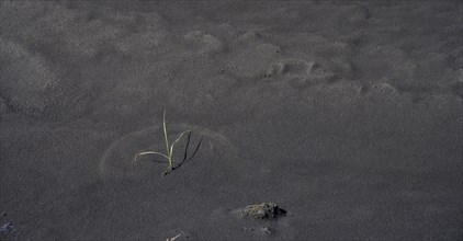 Grass with arch structure in black lava sand