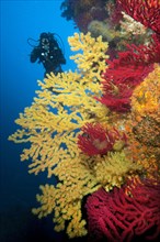 Diver illuminates colour-changing gorgonian