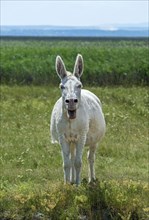 Austro-Hungarian white donkey