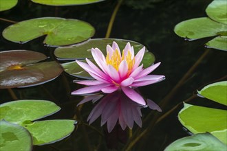 Pink water lily