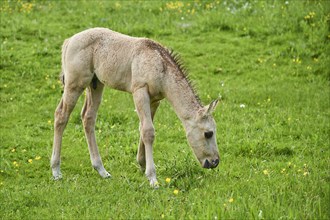 American Quarter Horse foal on a meadow