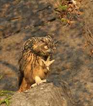 Young Eurasian eagle-owl