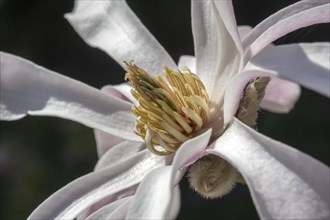 Flower of star magnolia