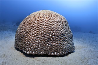 Hemispherical Favia stone coral