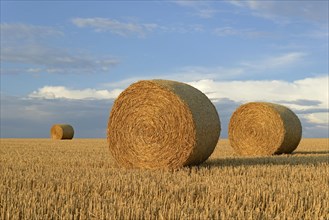 Grain field