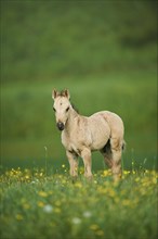 American Quarter Horse foal on a meadow