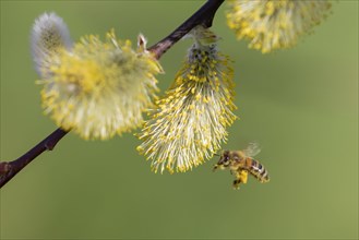 Honey bee flying at willow catkins